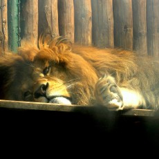 ZOO Bojnice